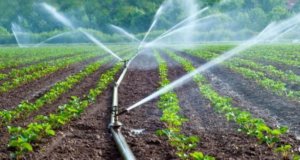 Irrigation & CAD Departmen